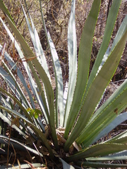 Agave angustifolia