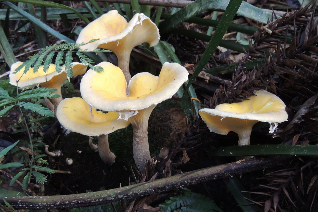 Pleurotus magnificus