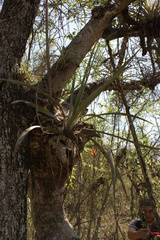 Agave angustifolia