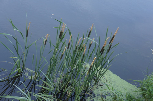 hybrid cattail