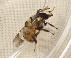 Copestylum tamaulipanum