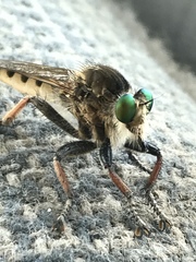 Promachus vertebratus