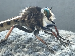 Promachus vertebratus