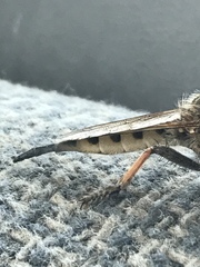 Promachus vertebratus