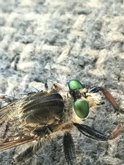 Promachus vertebratus