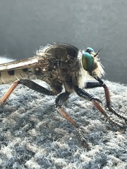 Promachus vertebratus