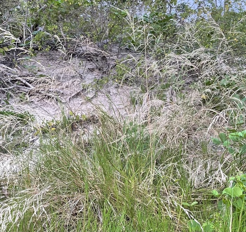 Leptochloa mucronata iNat (1)