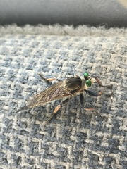 Promachus vertebratus