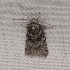 Semioscopis inornata