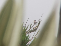 Cistothorus apolinari