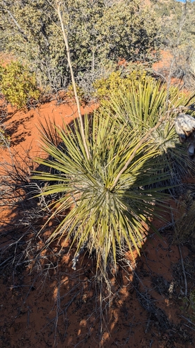 Image of Yucca angustissima by (c) Andrew Dudley, some rights reserved (CC BY)