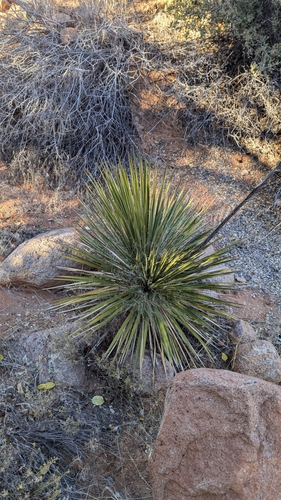 Image of Yucca angustissima by (c) Andrew Dudley, some rights reserved (CC BY)