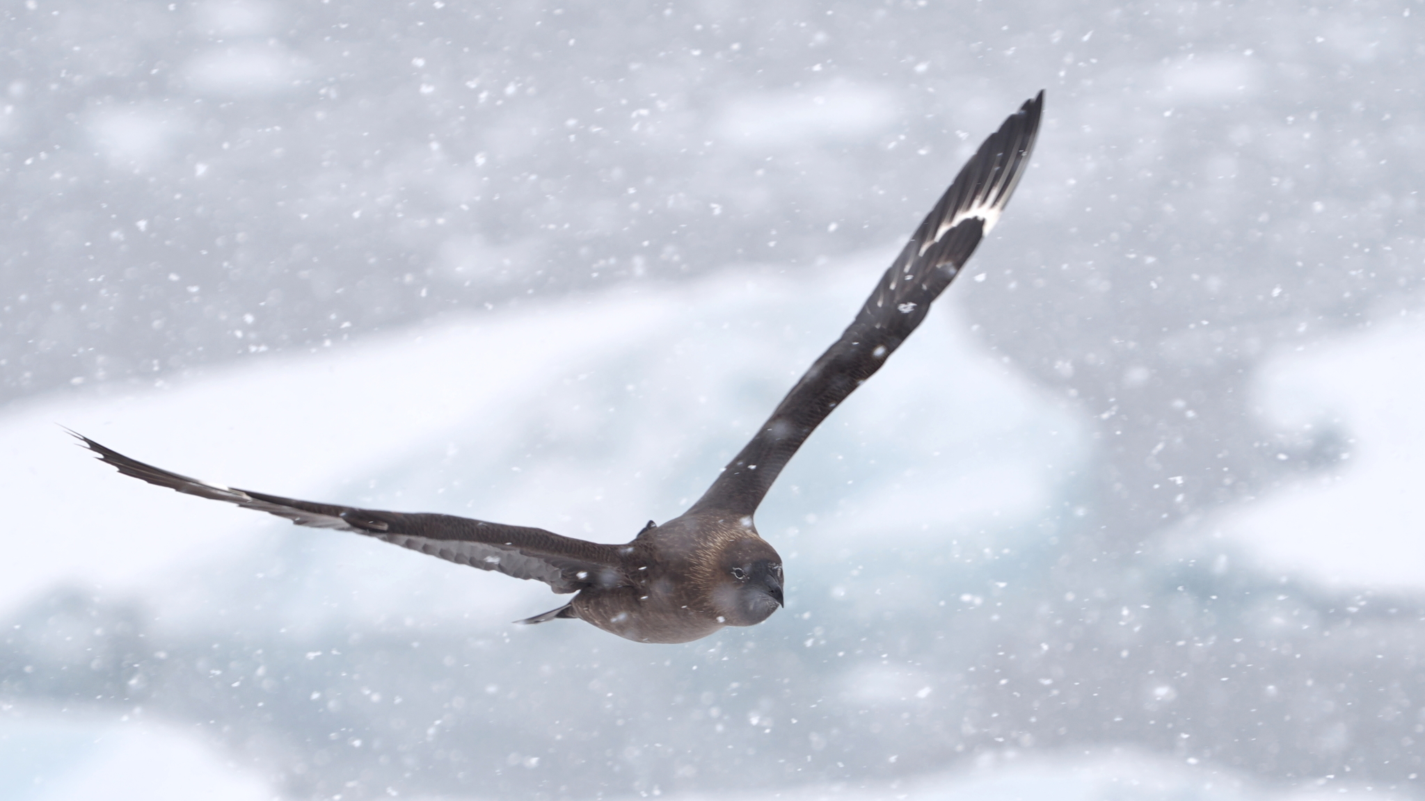 South Polar Skua