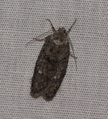 Semioscopis inornata