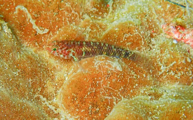 Duskybar Dwarfgoby