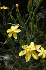 Sisyrinchium angustissimum