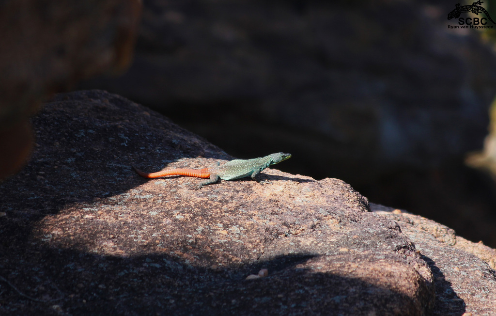 Dwarf Flat Lizard