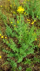 Hypericum × desetangsii