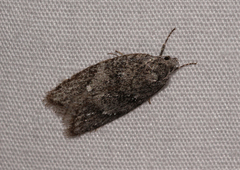 Semioscopis inornata