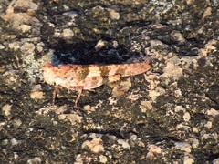 Trimerotropis saxatilis