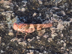 Trimerotropis saxatilis