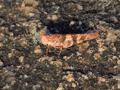 Trimerotropis saxatilis