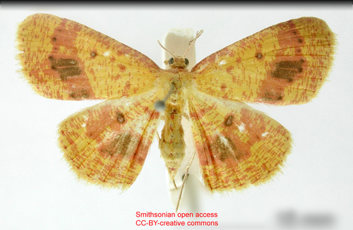 Cyclophora arthura