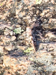 Trimerotropis saxatilis