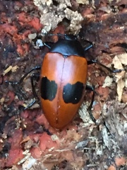 Iphiclus bimaculatus