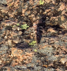 Trimerotropis saxatilis