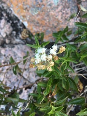 Ageratina havanensis