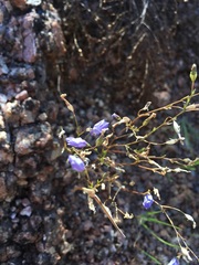 Campanula reverchonii