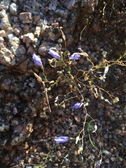 Campanula reverchonii