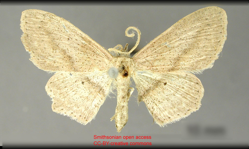 Scopula donaria