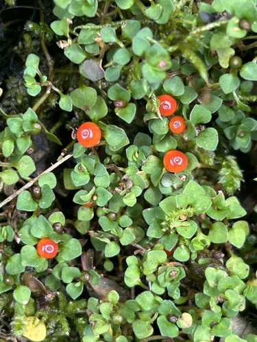 Nertera granadensis