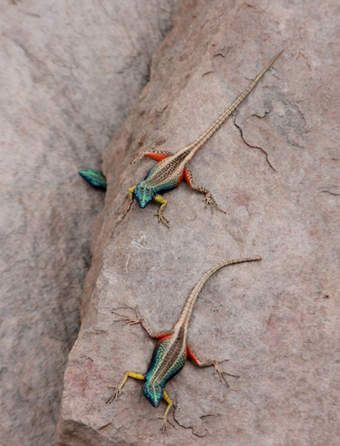 Augrabies Flat Lizard, Platysaurus broadleyi