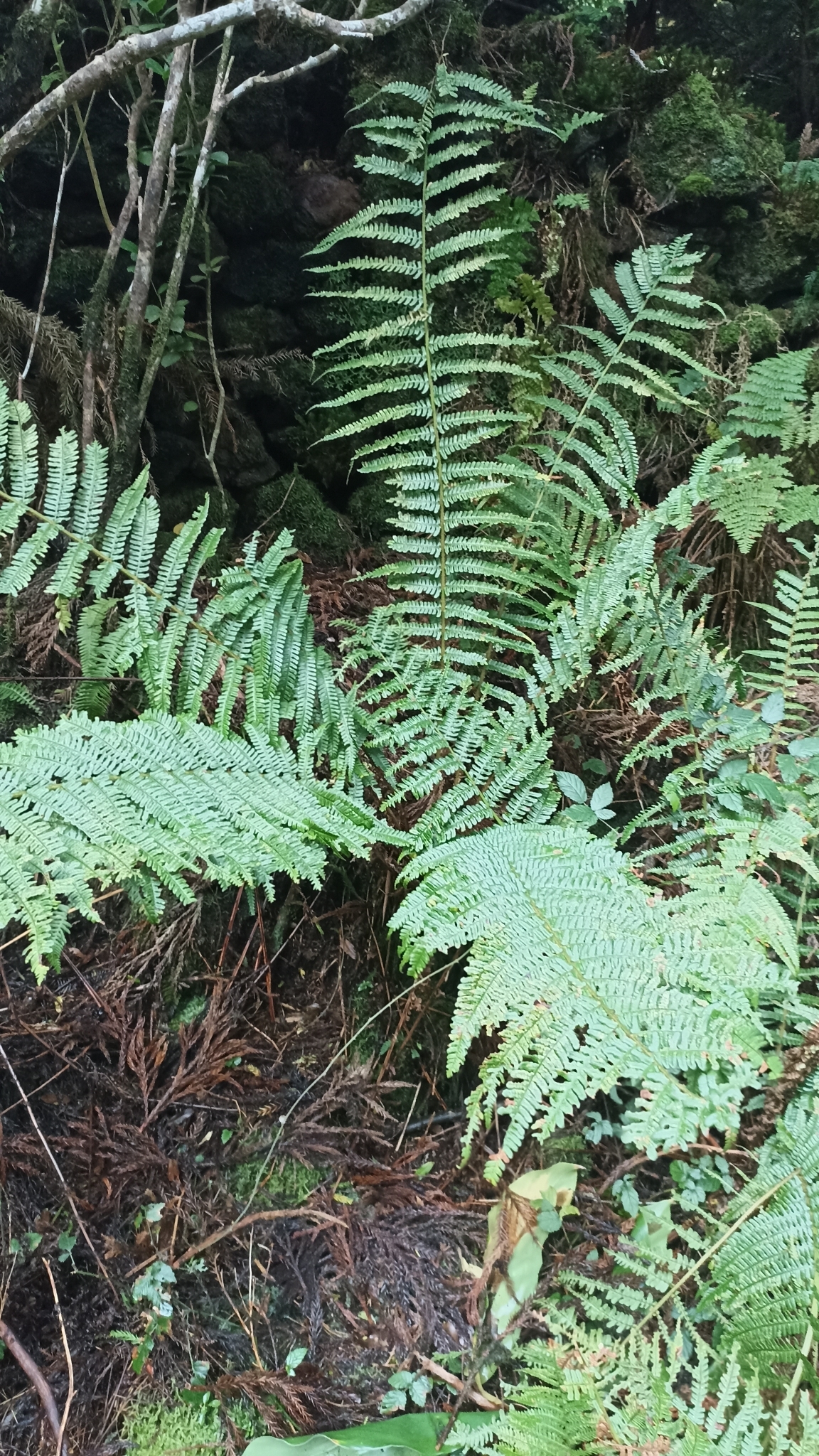 Dryopteris affinis subsp. affinis image