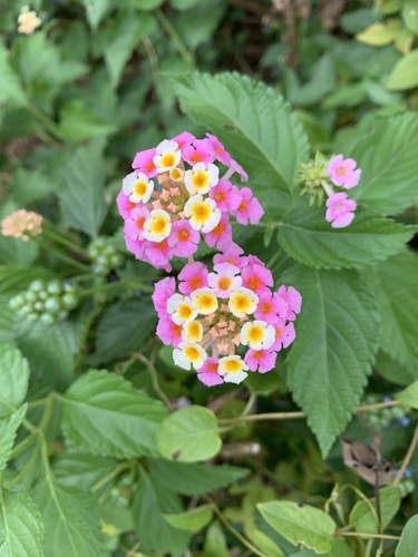 Lantana camara