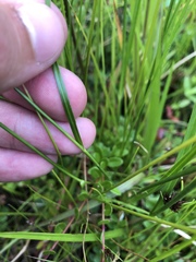 Rhynchospora capitellata