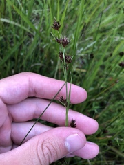 Rhynchospora capitellata