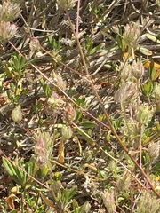 Cordylanthus rigidus