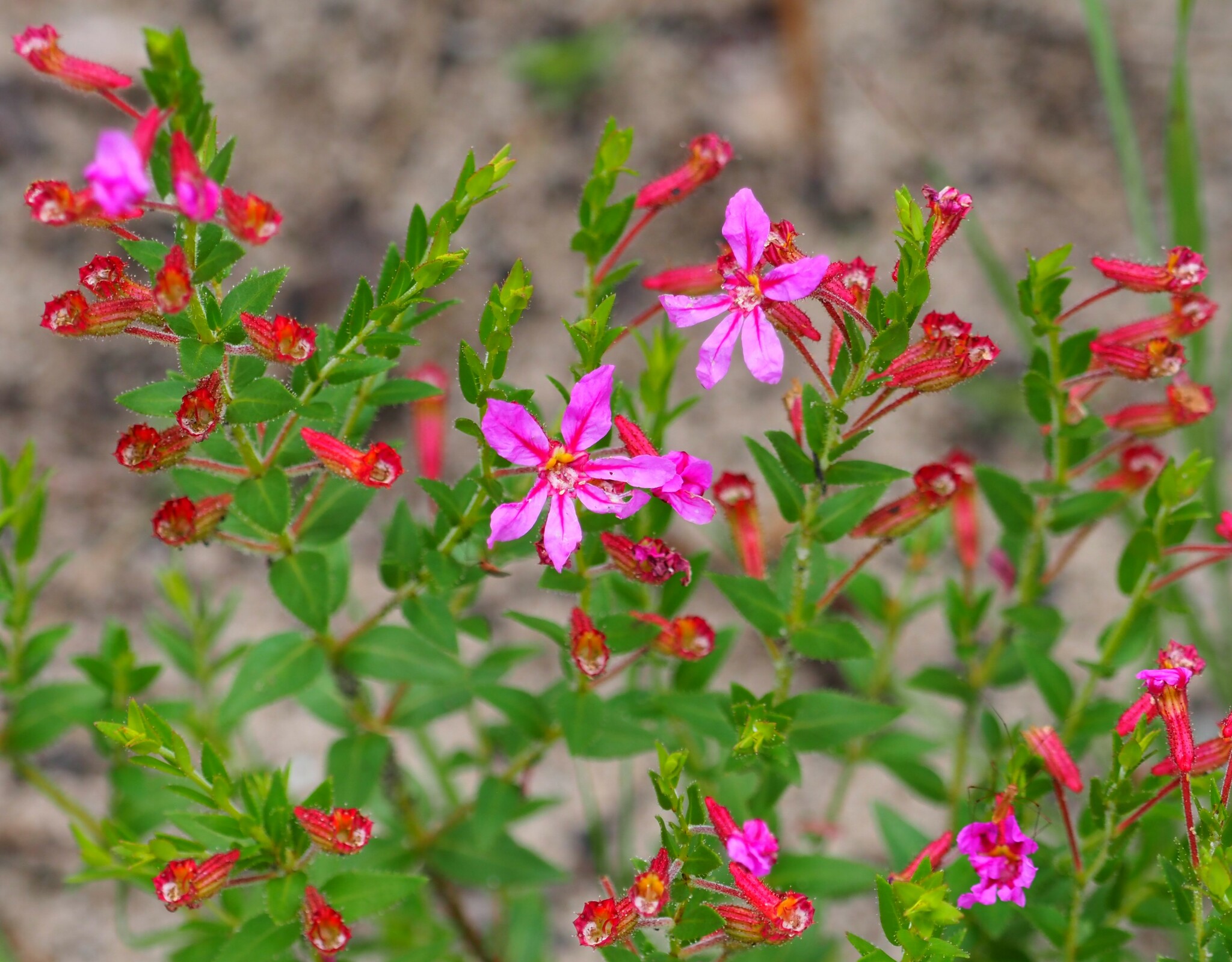 Cuphea linarioides