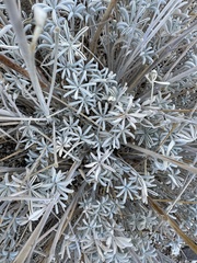 Lupinus albifrons var. medius
