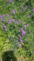 Vicia cracca