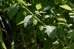 Physalis angulata