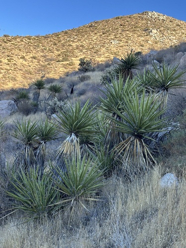 Yucca schidigera