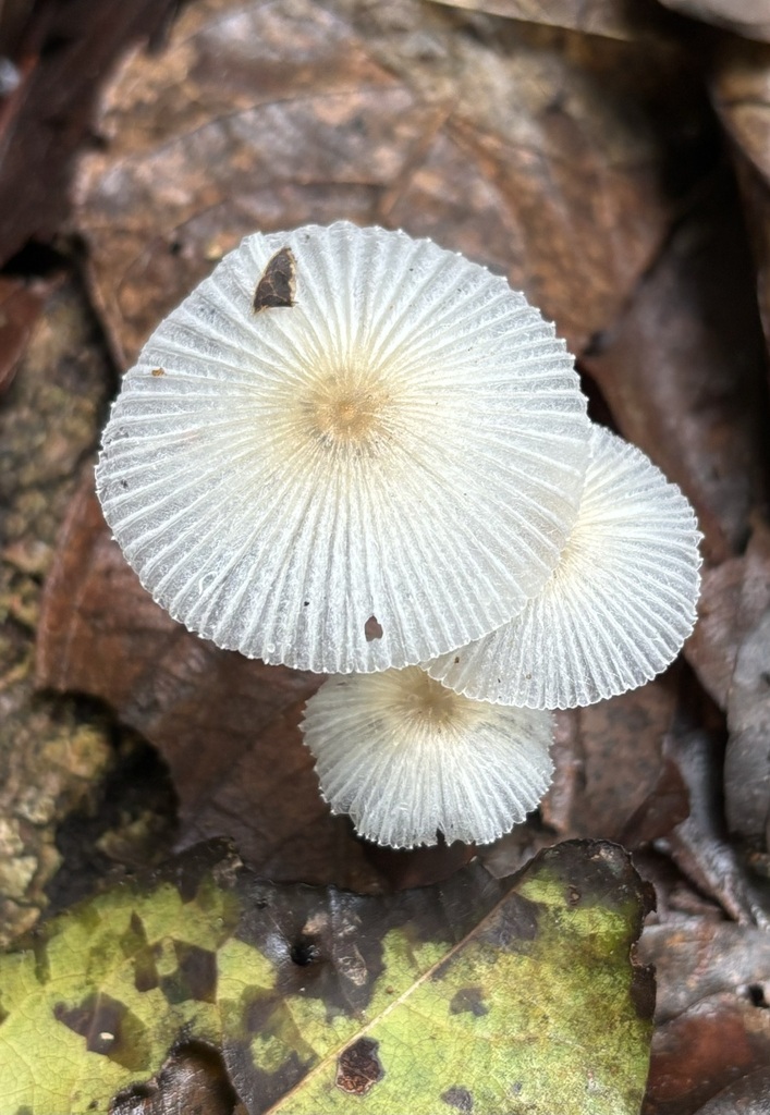 Leucocoprinus fragilissimus · November 2024 · photo: © noverholtz (iNaturalist, cc0)