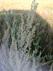 Artemisia dracunculus glauca