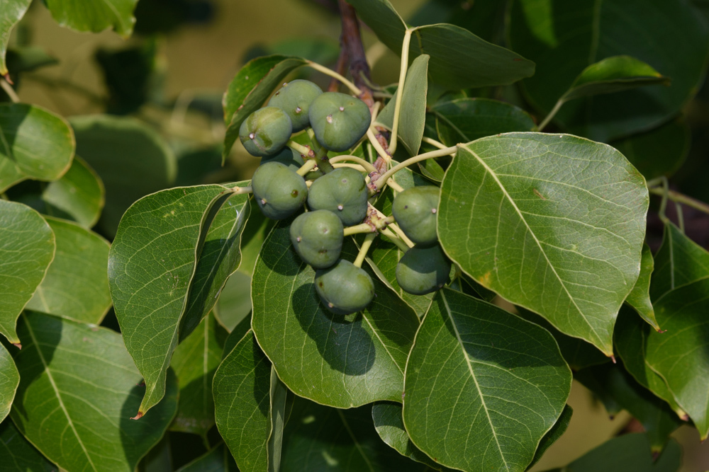 Chinese Tallow (Invasive Plants of Houston (WiP)) · iNaturalist