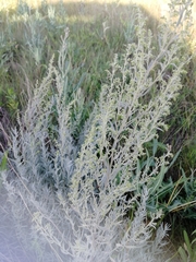 Artemisia dracunculus glauca